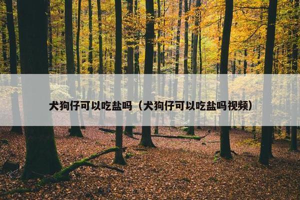 犬狗仔可以吃盐吗（犬狗仔可以吃盐吗视频）