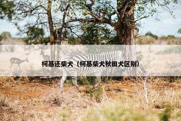 柯基还柴犬（柯基柴犬秋田犬区别）
