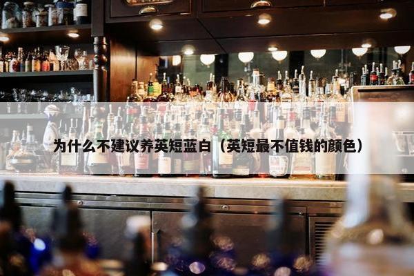 为什么不建议养英短蓝白（英短最不值钱的颜色）