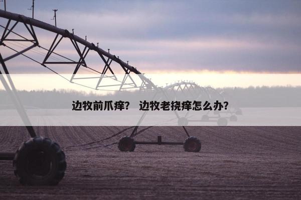 边牧前爪痒？ 边牧老挠痒怎么办？