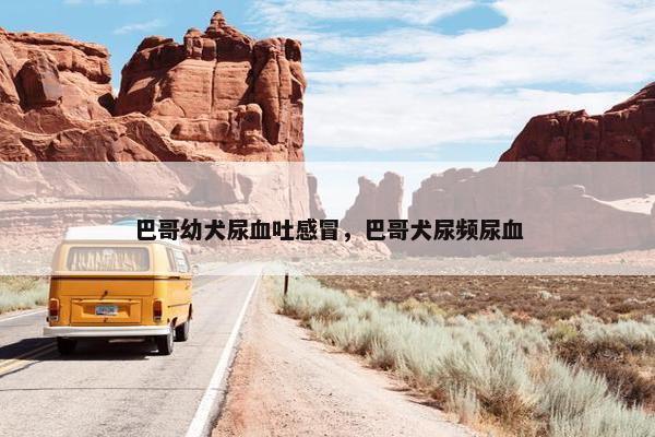 巴哥幼犬尿血吐感冒，巴哥犬尿频尿血