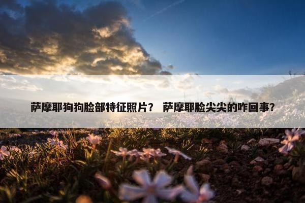 萨摩耶狗狗脸部特征照片？ 萨摩耶脸尖尖的咋回事？
