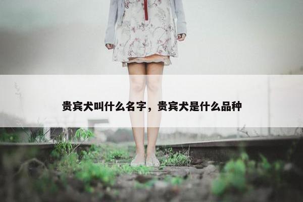 贵宾犬叫什么名字，贵宾犬是什么品种