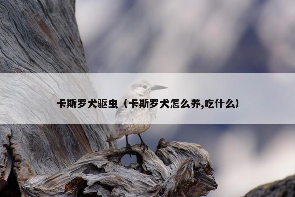 卡斯罗犬驱虫（卡斯罗犬怎么养,吃什么）