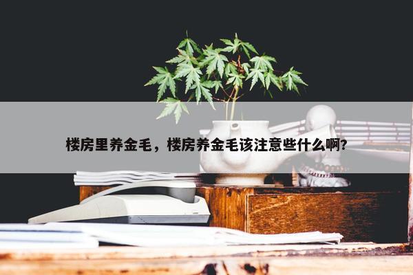 楼房里养金毛，楼房养金毛该注意些什么啊?