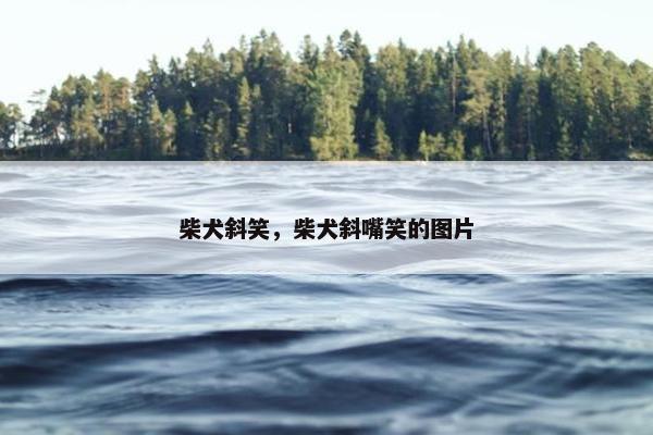柴犬斜笑，柴犬斜嘴笑的图片