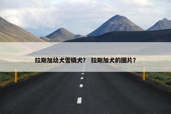 拉斯加幼犬雪橇犬？ 拉斯加犬的图片？