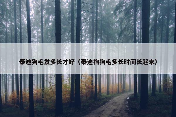 泰迪狗毛发多长才好（泰迪狗狗毛多长时间长起来）