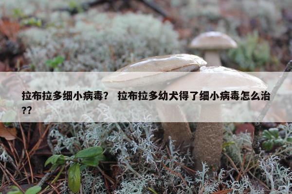 拉布拉多细小病毒？ 拉布拉多幼犬得了细小病毒怎么治?？