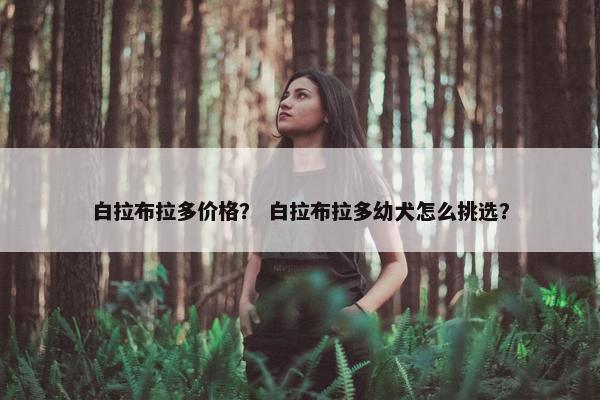 白拉布拉多价格？ 白拉布拉多幼犬怎么挑选？