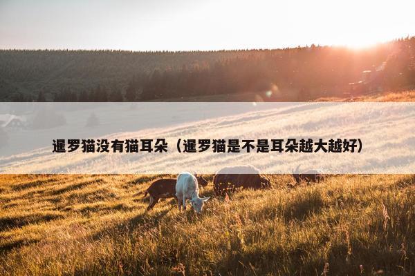 暹罗猫没有猫耳朵（暹罗猫是不是耳朵越大越好）