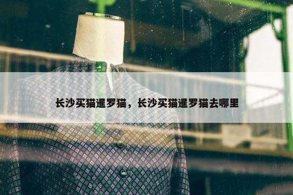 长沙买猫暹罗猫，长沙买猫暹罗猫去哪里