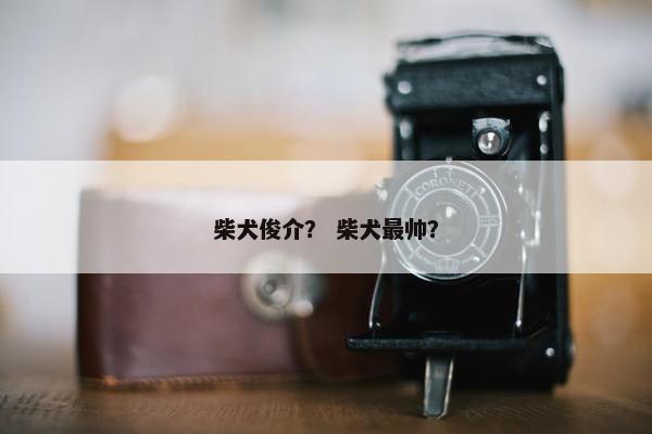 柴犬俊介？ 柴犬最帅？