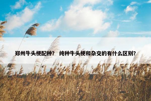 郑州牛头梗配种？ 纯种牛头梗和杂交的有什么区别？
