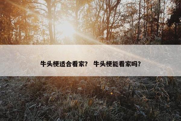 牛头梗适合看家？ 牛头梗能看家吗？