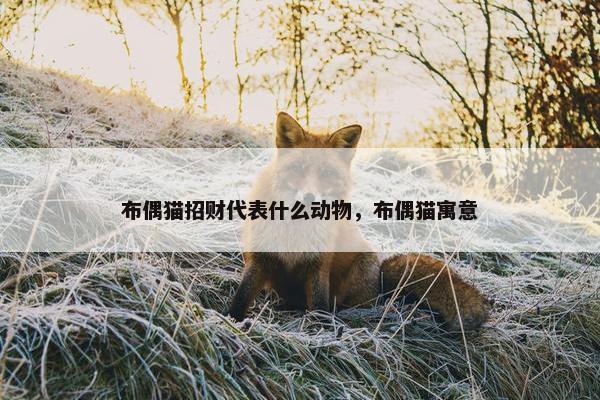 布偶猫招财代表什么动物，布偶猫寓意
