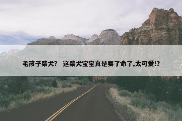 毛孩子柴犬？ 这柴犬宝宝真是要了命了,太可爱!？
