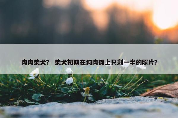 肉肉柴犬？ 柴犬初期在狗肉摊上只剩一半的照片？