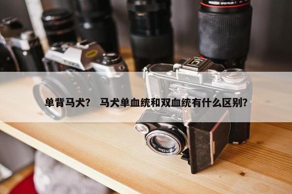 单背马犬？ 马犬单血统和双血统有什么区别？