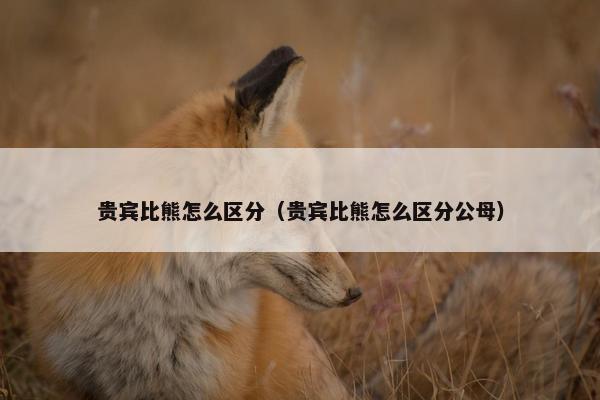 贵宾比熊怎么区分（贵宾比熊怎么区分公母）