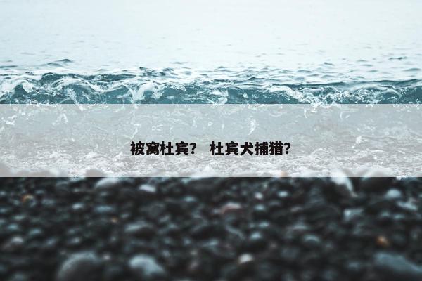 被窝杜宾？ 杜宾犬捕猎？