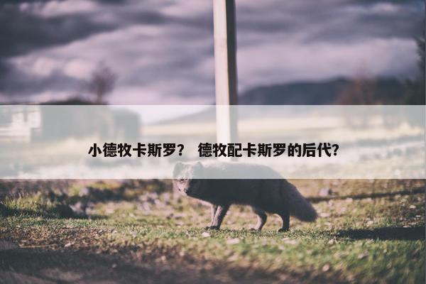 小德牧卡斯罗? 德牧配卡斯罗的后代?