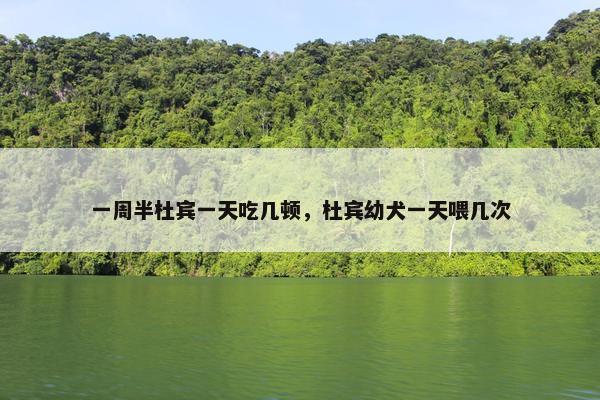 一周半杜宾一天吃几顿，杜宾幼犬一天喂几次