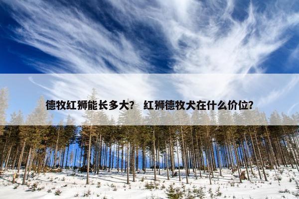 德牧红狮能长多大？ 红狮德牧犬在什么价位？