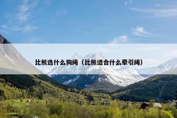 比熊选什么狗绳（比熊适合什么牵引绳）