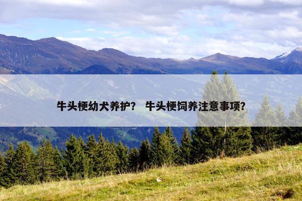 牛头梗幼犬养护？ 牛头梗饲养注意事项？