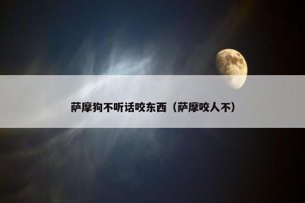 萨摩狗不听话咬东西(萨摩咬人不)