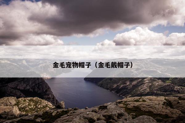金毛宠物帽子（金毛戴帽子）