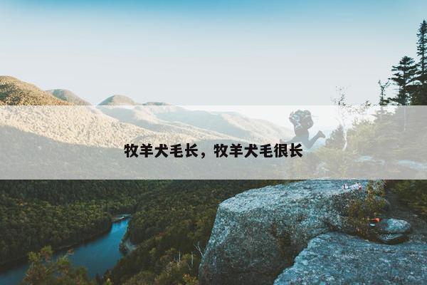 牧羊犬毛长，牧羊犬毛很长