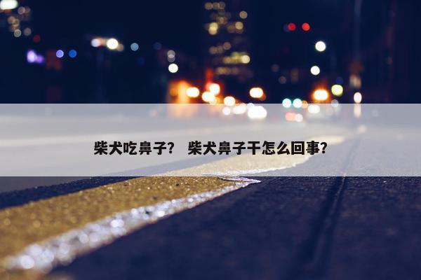 柴犬吃鼻子？ 柴犬鼻子干怎么回事？