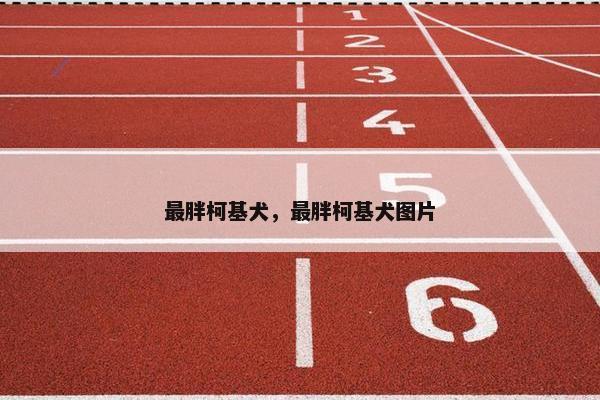 最胖柯基犬,最胖柯基犬图片
