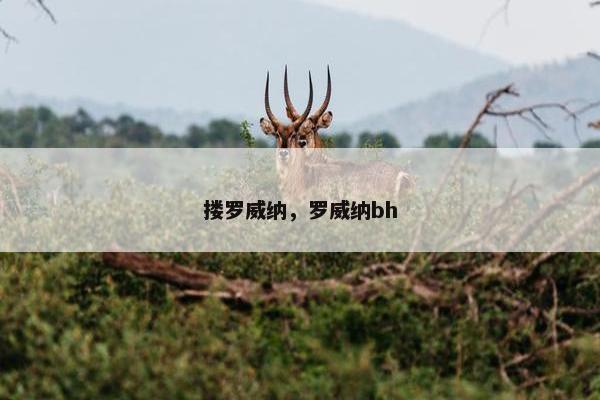 搂罗威纳，罗威纳bh