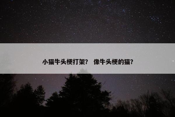 小猫牛头梗打架？ 像牛头梗的猫？