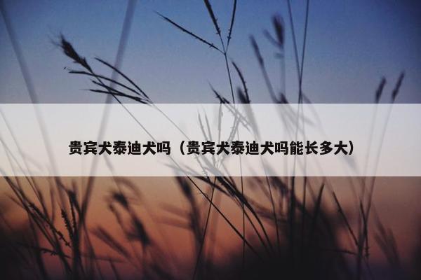 贵宾犬泰迪犬吗（贵宾犬泰迪犬吗能长多大）