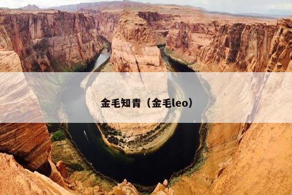 金毛知青（金毛leo）