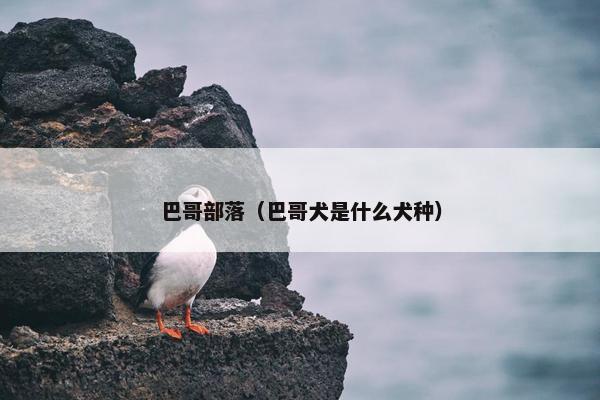 巴哥部落（巴哥犬是什么犬种）