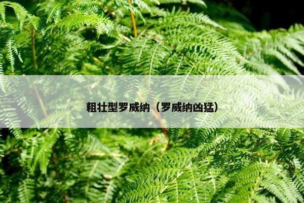 粗壮型罗威纳（罗威纳凶猛）