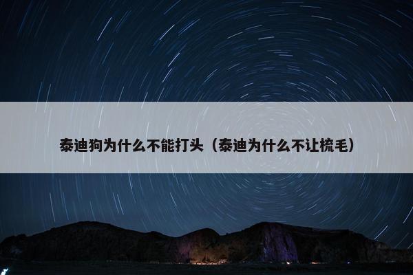 泰迪狗为什么不能打头（泰迪为什么不让梳毛）