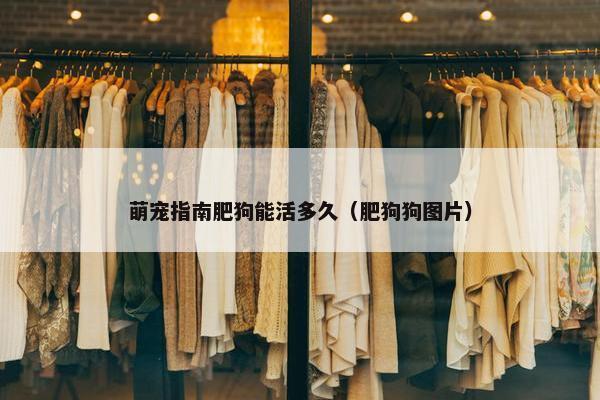萌宠指南肥狗能活多久（肥狗狗图片）
