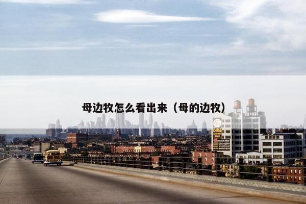 母边牧怎么看出来（母的边牧）
