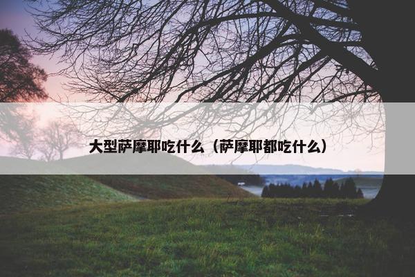 大型萨摩耶吃什么(萨摩耶都吃什么)