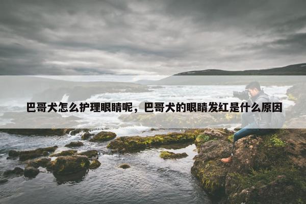 巴哥犬怎么护理眼睛呢,巴哥犬的眼睛发红是什么原因