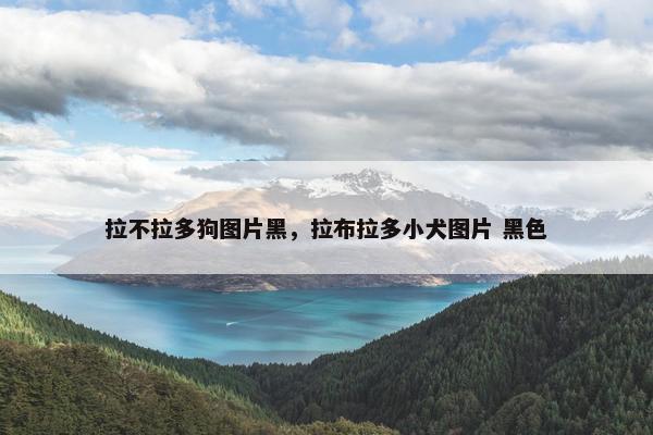 拉不拉多狗图片黑，拉布拉多小犬图片 黑色