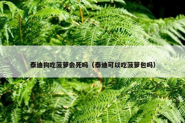 泰迪狗吃菠萝会死吗(泰迪可以吃菠萝包吗)