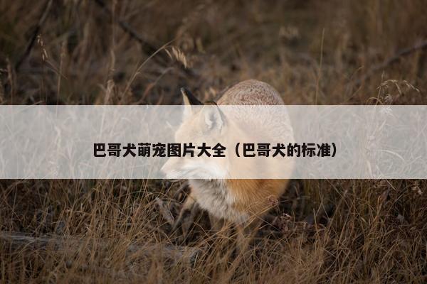 巴哥犬萌宠图片大全（巴哥犬的标准）