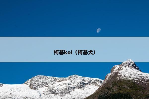 柯基koi（柯基犬）